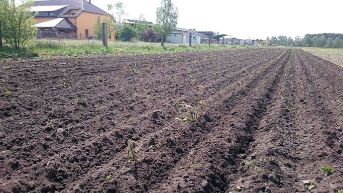 Agroforst vom Landwirtschaftsbetrieb Domin - Domin's Hof - in Peickwitz bei Senftenberg