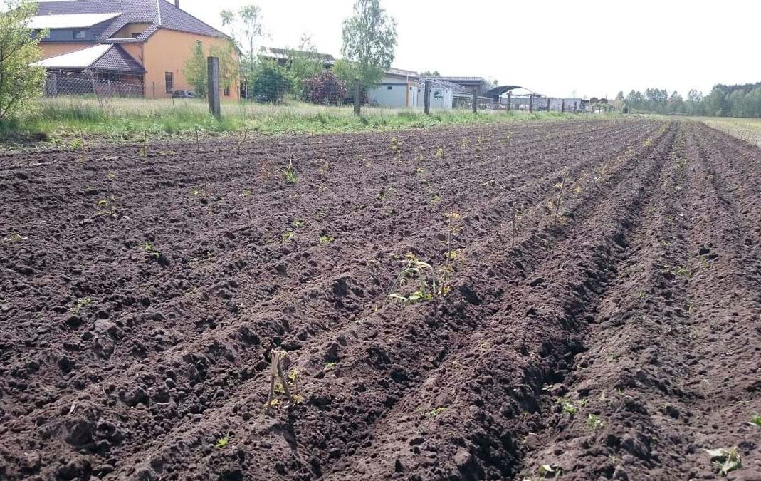 Agroforst vom Landwirtschaftsbetrieb Domin - Domin's Hof - in Peickwitz bei Senftenberg