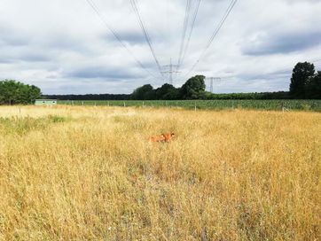 Fotogalerien vom Landwirtschaftsbetrieb Domin - Domin's Hof - in Peickwitz bei Senftenberg