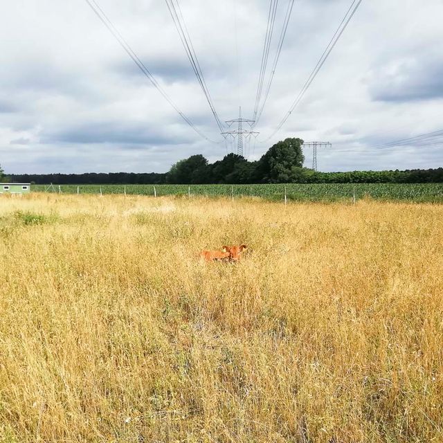 Fotogalerien vom Landwirtschaftsbetrieb Domin - Domin's Hof - in Peickwitz bei Senftenberg