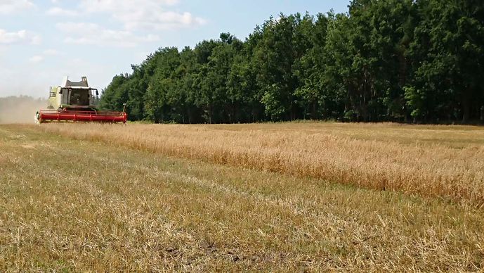 Agroforst vom Landwirtschaftsbetrieb Domin - Domin's Hof - in Peickwitz bei Senftenberg