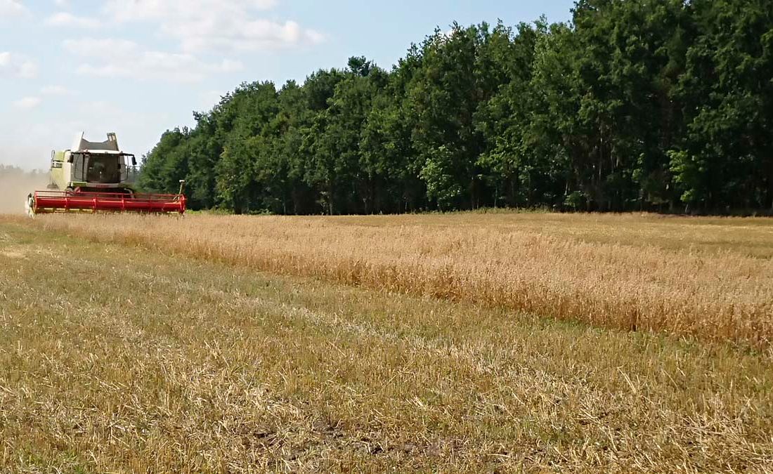 Agroforst vom Landwirtschaftsbetrieb Domin - Domin's Hof - in Peickwitz bei Senftenberg