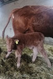 Kalb Lothar
