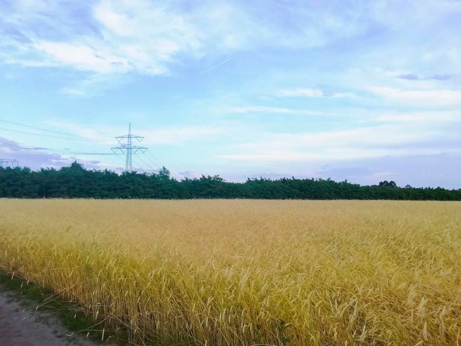 Geschichte und Werdegang vom Landwirtschaftsbetrieb Domin - Domin's Hof - in Peickwitz bei Senftenberg