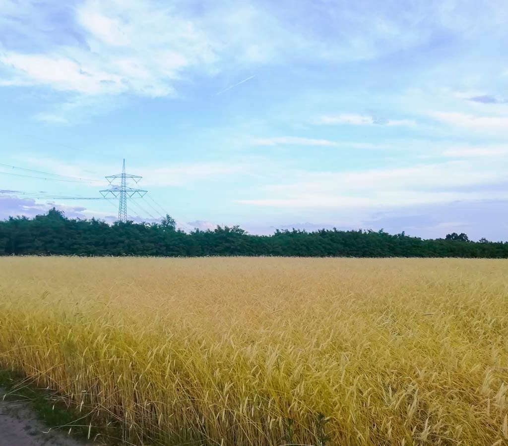Geschichte und Werdegang vom Landwirtschaftsbetrieb Domin - Domin's Hof - in Peickwitz bei Senftenberg