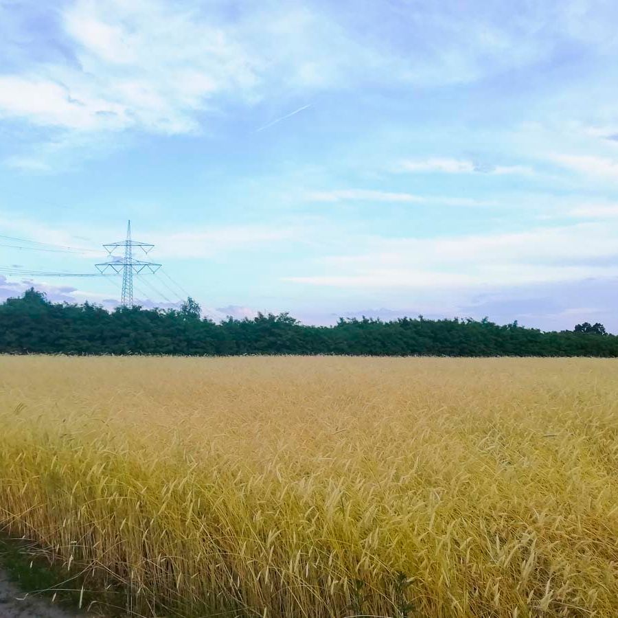 Geschichte und Werdegang vom Landwirtschaftsbetrieb Domin - Domin's Hof - in Peickwitz bei Senftenberg