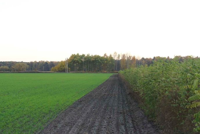 Agroforst vom Landwirtschaftsbetrieb Domin - Domin's Hof - in Peickwitz bei Senftenberg