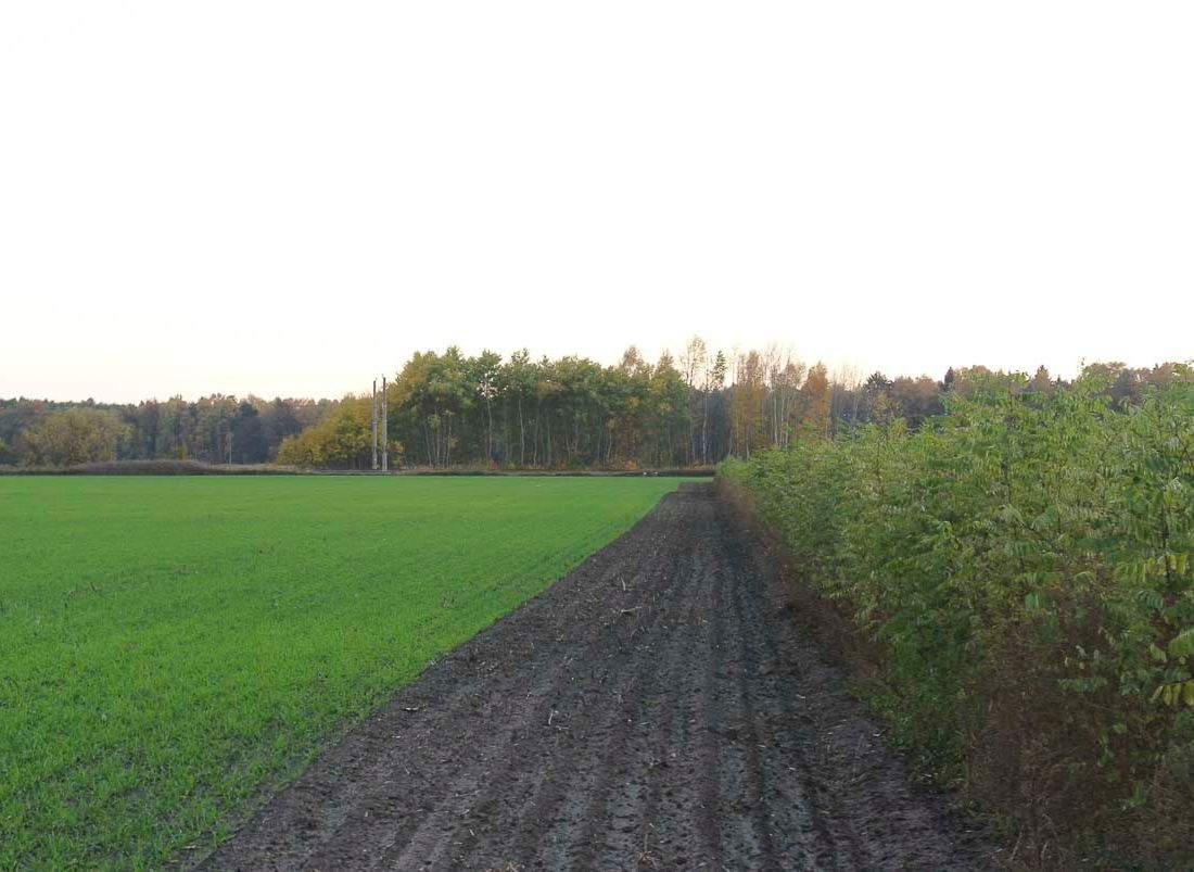 Agroforst vom Landwirtschaftsbetrieb Domin - Domin's Hof - in Peickwitz bei Senftenberg