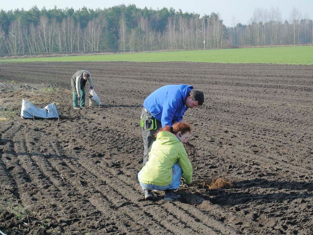 Agroforst vom Landwirtschaftsbetrieb Domin - Domin's Hof - in Peickwitz bei Senftenberg