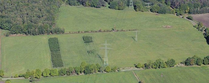 Agroforst vom Landwirtschaftsbetrieb Domin - Domin's Hof - in Peickwitz bei Senftenberg