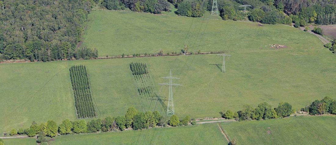 Agroforst vom Landwirtschaftsbetrieb Domin - Domin's Hof - in Peickwitz bei Senftenberg