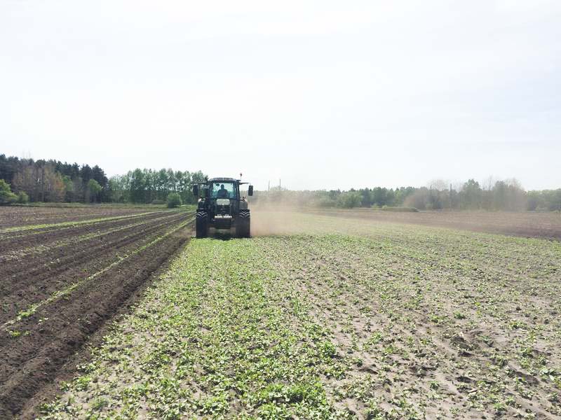 Agroforst vom Landwirtschaftsbetrieb Domin - Domin's Hof - in Peickwitz bei Senftenberg